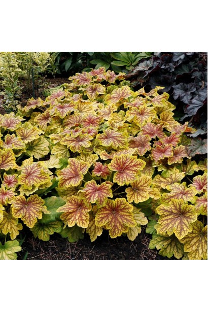 Heuchera hybrida Red Lightning